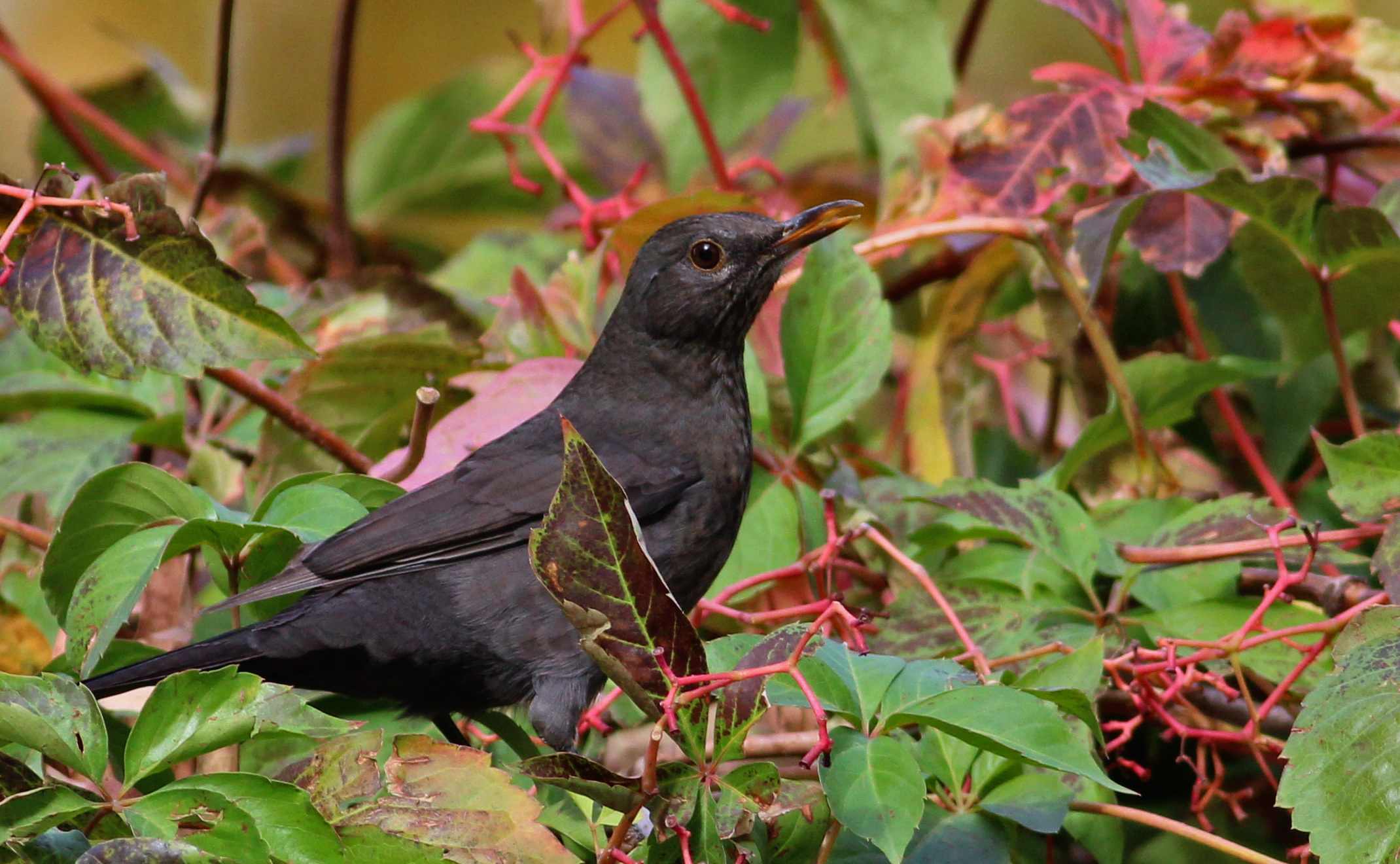 Eurasian Blackbird